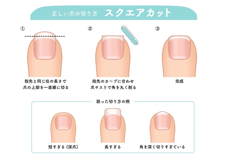 爪の切り方